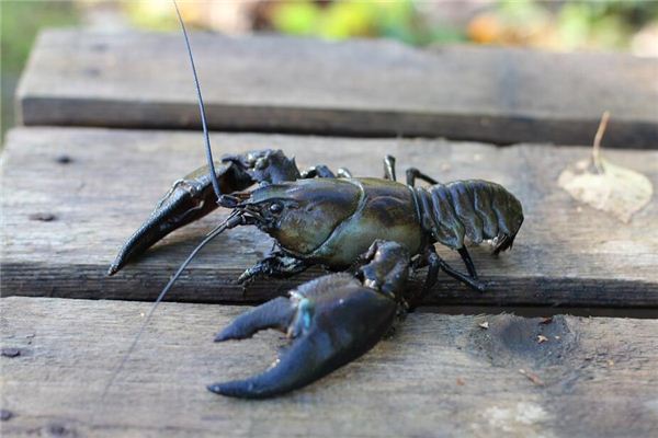 La signification spirituelle de rêver d’attraper des crevettes