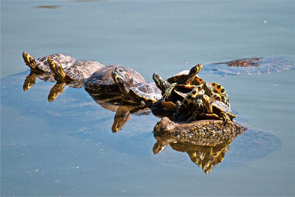 La signification spirituelle de rêver de tortues