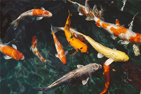 La signification spirituelle de rêver de poisson
