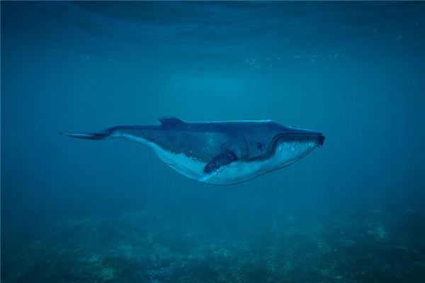 La signification spirituelle de rêver de baleines