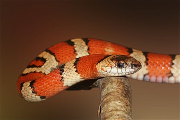 La signification spirituelle de rêver d’un serpent