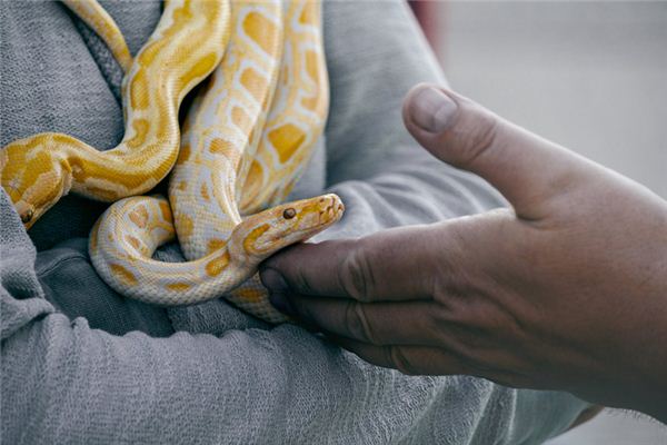 Que signifie rêver d’un python