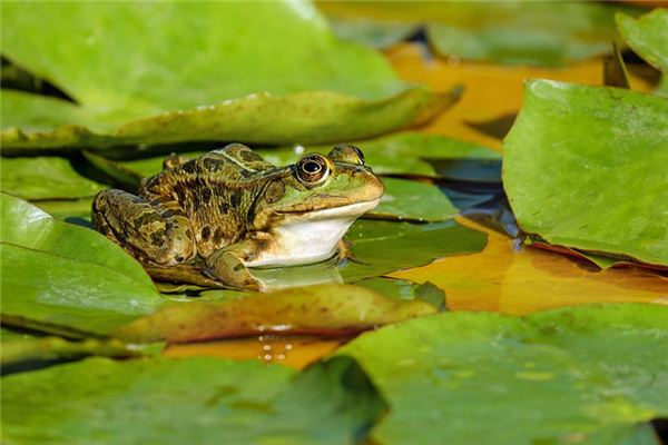 La signification spirituelle de rêver de grenouilles