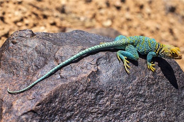 Que signifie rêver d’un lézard mort