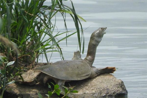La signification spirituelle de rêver de tortues