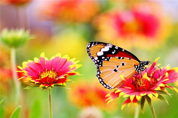 Que signifie rêver de papillons