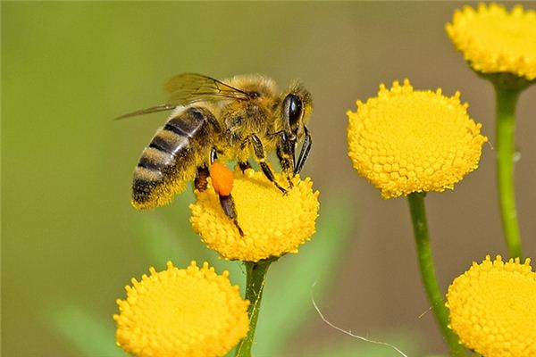 Que signifie rêver d’abeilles