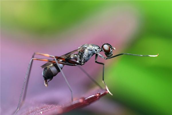 Que signifie rêver de fourmis