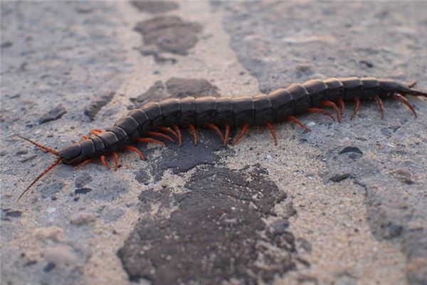 Que signifie rêver d’un mille-pattes