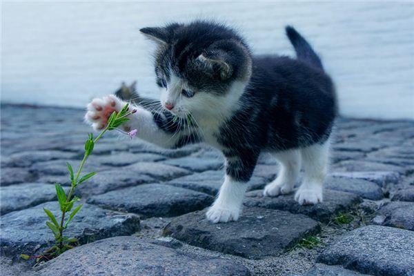 Que signifie rêver d’animaux de compagnie