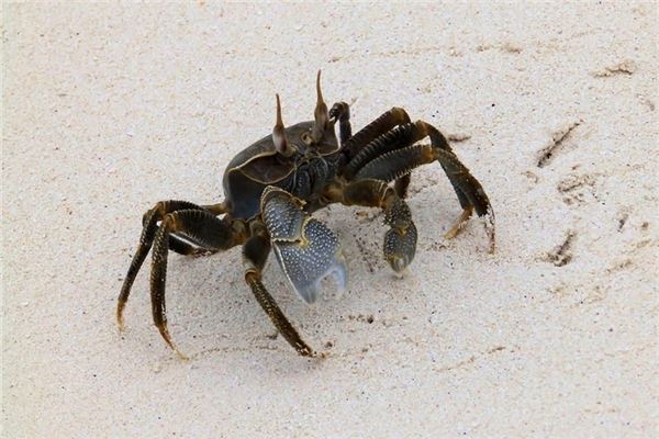 Que signifie rêver de crabes