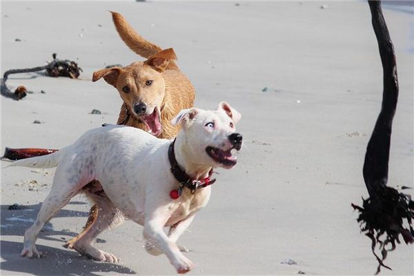 Que signifie rêver d’animaux fous