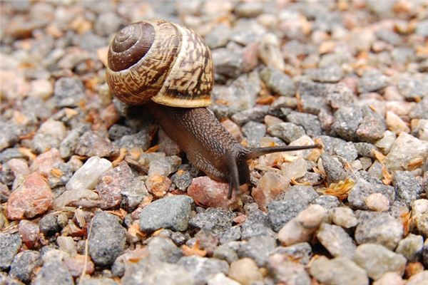 Que signifie rêver d’un escargot qui rampe