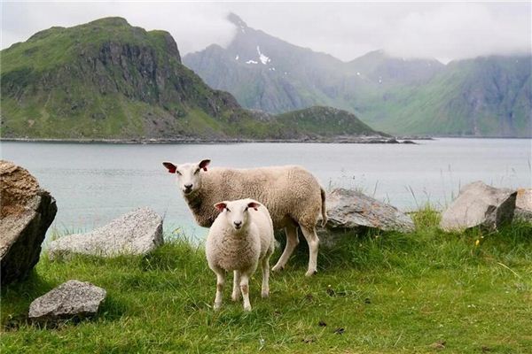 Que signifie rêver de parler aux animaux