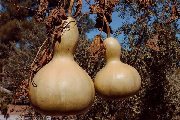 Que signifie rêver de courge ?