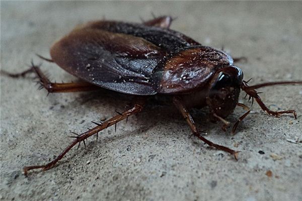 Que signifie rêver de cafards