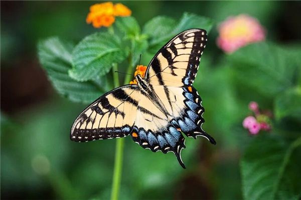 Que signifie rêver d’un papillon qui tombe sur votre tête