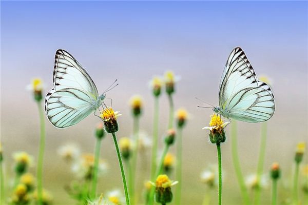 Que signifie rêver de chasser des papillons