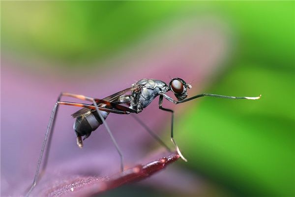 Que signifie rêver de fourmis marchant