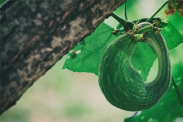 Que signifie rêver de luffa