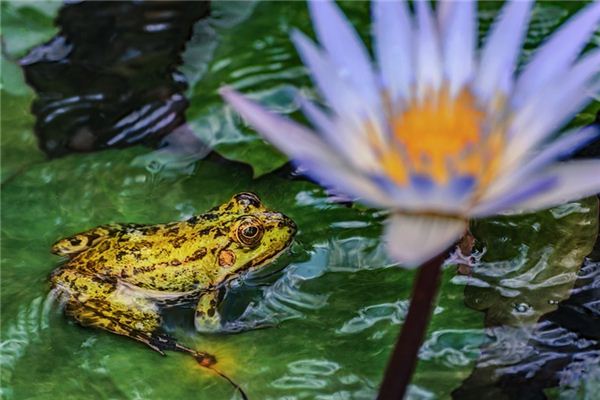 Que signifie rêver d’un crapaud blanc