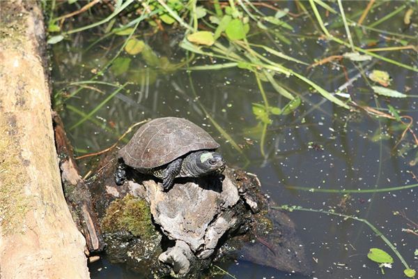 Que signifie rêver de tortue