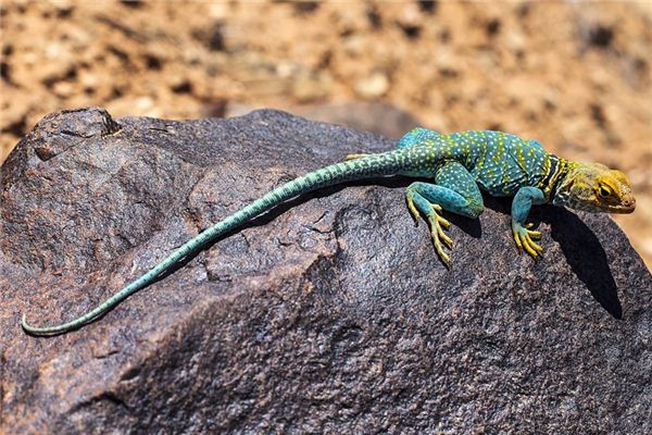 Que signifie rêve de lézard