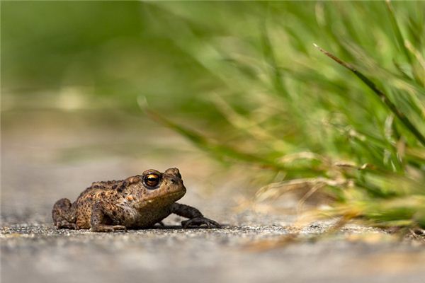 Que signifie rêve de crapaud