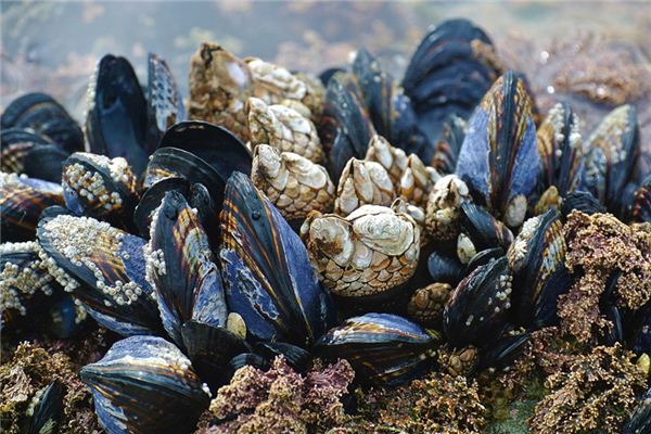 La signification de rêver de moules de rivière
