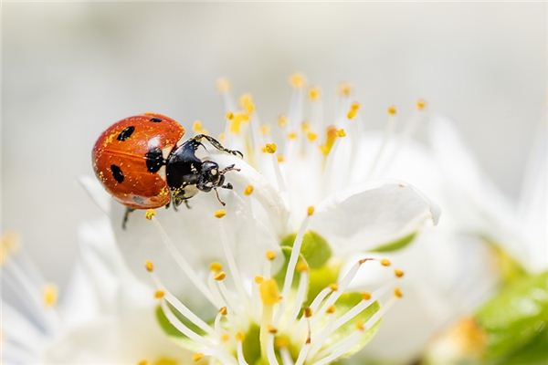 Que signifie rêver de coccinelles