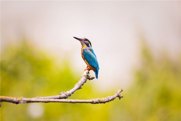La signification spirituelle de rêver de martins-pêcheurs