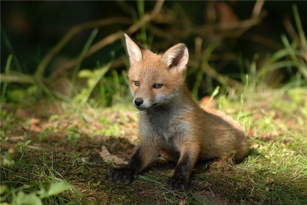 La signification de rêver de petits animaux
