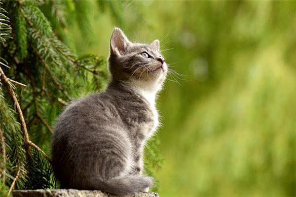 Que signifie rêver d’animaux qui parlent