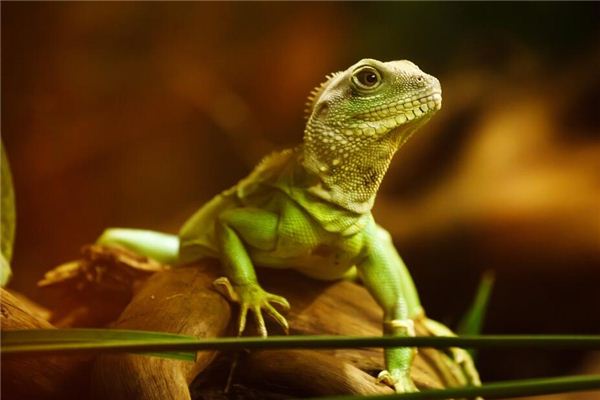 Que signifie rêver de lézards rampant