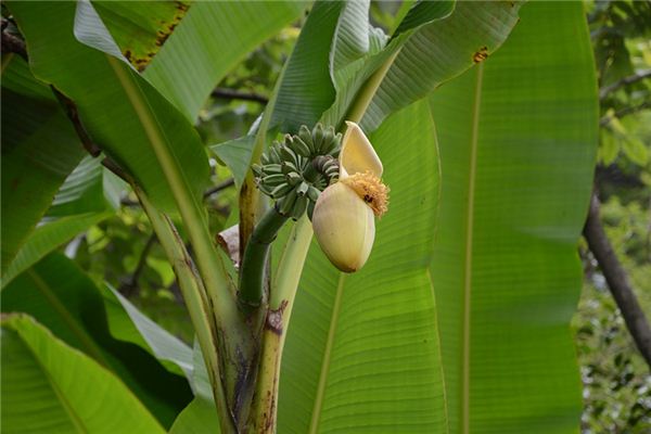 Que signifie rêver de bananes