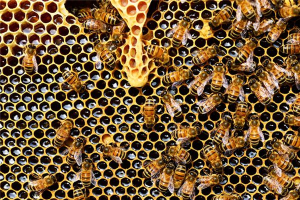 Que signifie rêver de nids d’abeilles