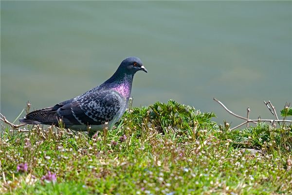 Que signifie rêver de pigeons