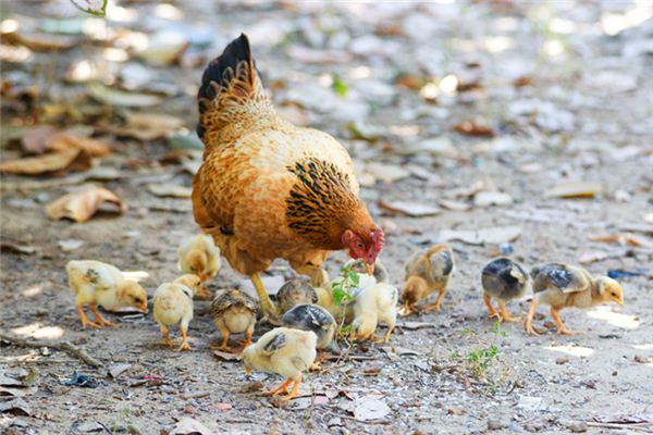 La signification spirituelle de rêver de poulets