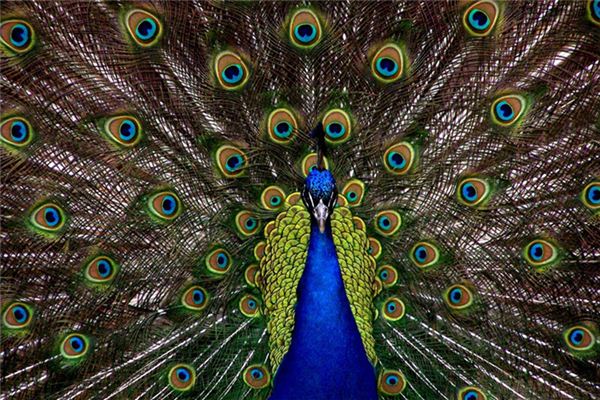 La signification spirituelle de rêver d’un paon