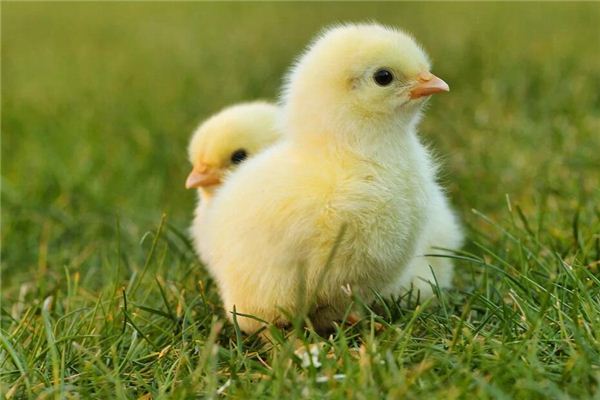Que signifie rêver d’un poulet