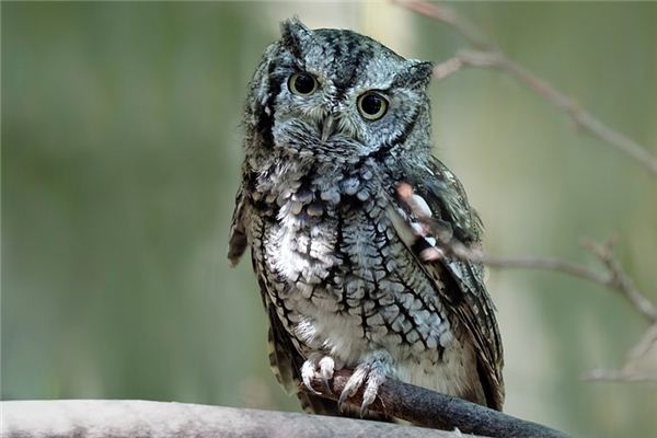 Que signifie rêver d’un hibou