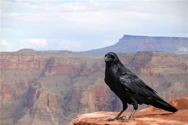 Que signifie rêver d’un corbeau