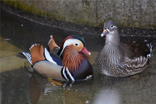 Que signifie rêver de canards mandarins