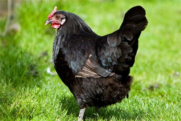 Que signifie rêver de poulet noir