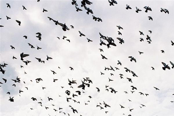Que signifie rêver d’oiseaux se rassemblant