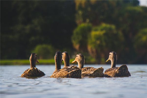 La signification spirituelle de rêver de canards