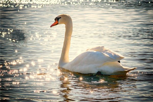 La signification spirituelle de rêver de cygnes