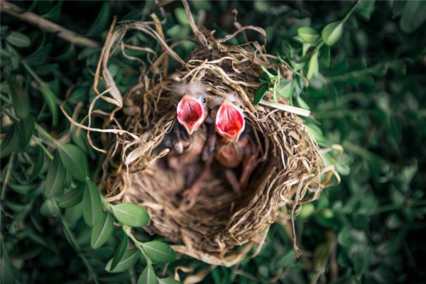 Que signifie rêver d’un nid d’oiseau