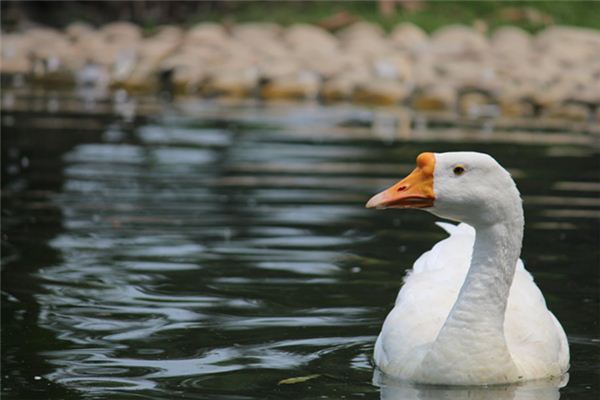 La signification spirituelle de rêver d’oie