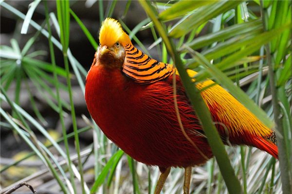 Que signifie rêver de garuda